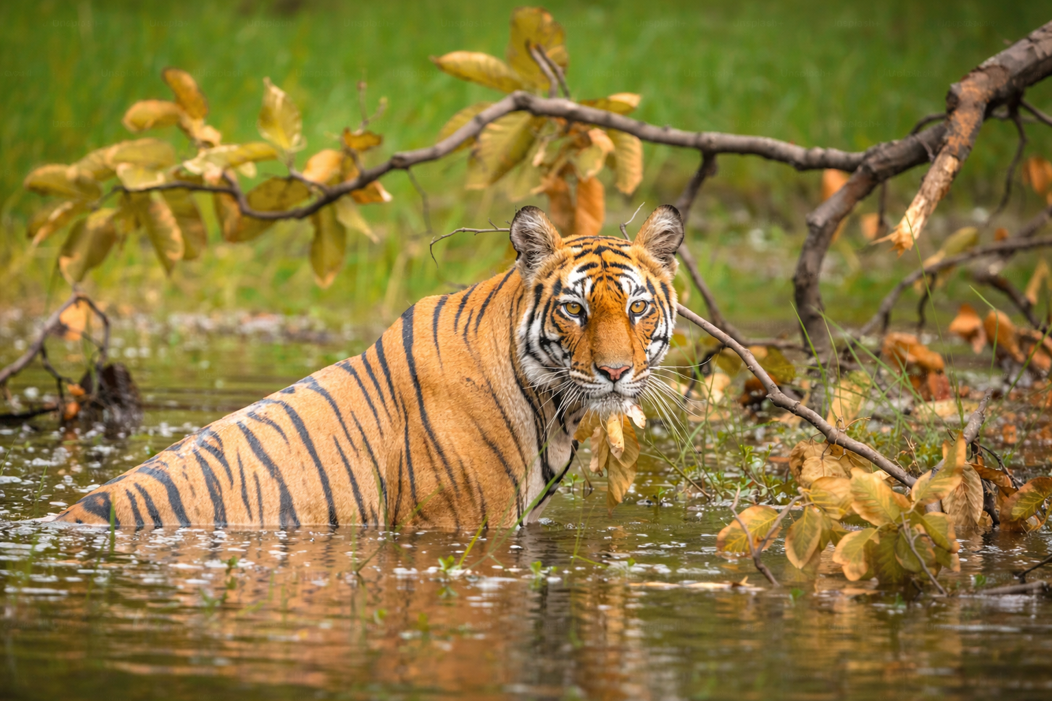 Chitwan Jungle